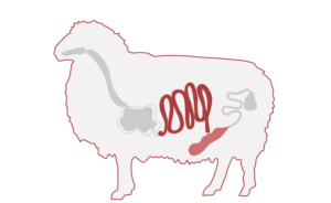 روده گوسفندی